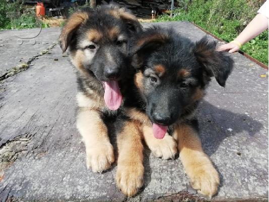 PoulaTo: Βασιλιάς Charles Cavalier Pups